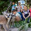 Za symbolickou jednu korunu budou moci jít do Zoo Praha všechny děti do 15 let už tento pátek 1. září. Místo rozvrhu hodin ve škole mohou sledovat časy komentovaných krmení – např. u lemurů kata začne ve 14.30. Foto Oliver Le Que, Zoo Praha