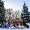 I letos budou návštěvníci Zoo Praha moci obdivovat vzrostlou kavkazskou jedli a tematický betlém, do kterého tradičně přibyde nové zvíře. Foto Oliver Le Que, Zoo Praha