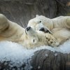 Lední medvědi Gregor a Aleut si užívají tuny ledových kostek. Fotografie je pořízená v červenci 2025. Foto Oliver Le Que, Zoo Praha