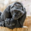Nejstarší členka pražské gorilí skupiny samice Kamba. Foto Petr Hamerník, Zoo Praha