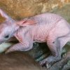 Mládě se momentálně učí samostatně pít mateřské mléko. Na něm bude závislé ještě dalších deset měsíců, za čtyři by však mělo zkoušet ochutnat potravu dospělých. Foto Barbora Dobiášová, Zoo Praha