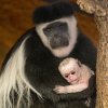 Sněhobílé mládě guerézy pláštíkové je již 43. narozeným jedincem tohoto druhu v Zoo Praha. Foto Monika Dolejšová, Zoo Praha
