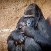První fotografie Duni s mládětem. Foto Miroslav Bobek, Zoo Praha