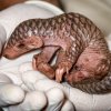 Mládě luskouna narozené v Zoo Praha je samička 