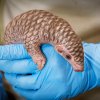 Měsíční samička luskouna krátkoocasého narozená v Zoo Praha je prvním mládětem těchto jediných šupinatých savců světa v Evropě. Foto Miroslav Bobek, Zoo Praha