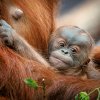 Sameček narozený 2. května v Zoo Praha je vnukem slavného Kamy, který byl prvním orangutanem narozeným nejen v Praze, ale v celé historii českých zoologických zahrad. Foto Miroslav Bobek, Zoo Praha