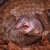 Mládě luskouna krátkoocasého se svou matkou Run Hou Tang. Fotografie vznikla z návštěvnických prostor pavilonu Indonéská džungle. Foto Miroslav Bobek, Zoo Praha