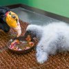 Pokud vše půjde dobře, budou chovatelé o kondora menšího pečovat ještě několik měsíců. Foto Petr Hamerník, Zoo Praha