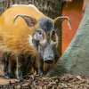 Zlaté prasátko a Štědrý den v Zoo Praha 