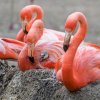 O mládě plameňáka růžového se pěstounský pár plameňáků kubánských vzorně stará – střídavě o něj pečují oba rodiče. Foto Petr Hamerník, Zoo Praha