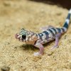 Mládě gekona zázračného.  Foto:  Petr Hamerník, Zoo Praha