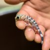 Mládě gekona zázračného.  Foto:  Petr Hamerník, Zoo Praha