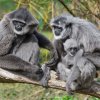 Rodinka gibonů stříbrných. Autor Petr Hamerník, Zoo Praha