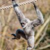 V korunách stromů ve výběhu se již prohání rodina gibonů stříbrných. Foto Petr Hamerník, Zoo Praha
