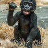 Ajabu začíná ochutnávat pevnou stravu. Foto: Petr Hamerník, Zoo Praha
