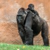 Kamba si malého Ajabu „půjčuje“ stále častěji. Foto: Petr Hamerník, Zoo Praha 