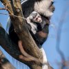 Ven už chodí i guerézy pláštíkové. Foto Petr Hamerník, Zoo Praha