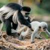 Kibo společně se sourozenci ve větvích stromu. Foto: Petr Hamerník, Zoo Praha 