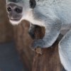 Srst mláděte guerézy pláštíkové pomalu začíná měnit barvu. Foto: Vít Lukáš, Zoo Praha