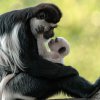 Gueréza pláštíková s mládětem. Foto: Petr Hamerník, Zoo Praha 