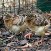 Historicky první mláďata hoka přilbového vylíhlá v zoologických zahradách na území Česka a Slovenska. Foto: Petr Hamerník, Zoo Praha 