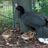 Již od druhého dne po vylíhnutí mohou návštěvníci pozorovat samici s mláďaty ve venkovním výběhu. Foto: Petr Hamerník, Zoo Praha