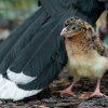 Samice o mláďata starostlivě pečuje, shání jim potravu a zahřívá je. Foto: Petr Hamerník, Zoo Praha