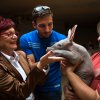 Kmotrou malé Nyoty se stala také náměstkyně primátorky prof. Ing. Eva      Kislingerová, CSc. Foto: Václav Šilha, Zoo Praha 
