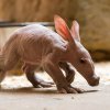 Chovatelé předpokládají, že mládě hrabáče kapského je samička. Foto: Petr Hamerník, Zoo Praha