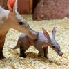 Křtiny hrabáčí samičky proběhnou v Zoo Praha 28. 9. Autor: Petr Hamerník, Zoo Praha