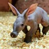 Testy DNA prokázaly, že mládě hrabáče kapského je samička.  Autor: Petr Hamerník, Zoo Praha