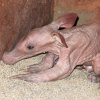 Nové mládě hrabáče kapského v Zoo Praha několik hodin po porodu. Foto: Miroslav Bobek, Zoo Praha 
