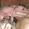 Malý hrabáč je čilý a chovatelé ho mohli nechat s matkou. Foto: Miroslav Bobek, Zoo Praha 