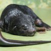 V pátek 26. května se V pátek 26. května se v Zoo Praha narodilo mládě lachtana. Foto: Miroslav Bobek, Zoo Praha