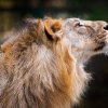 Lev indický Jamvan, foto: Miroslav Bobek, Zoo Praha