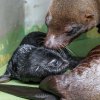 Mládě lachtana i jeho matka Abeba jsou v pořádku. Foto: Miroslav Bobek, Zoo Praha