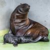 Nový přírůstek v lachtaní rodince je vnouče legendárního Gastona. Foto: Miroslav Bobek, Zoo Praha