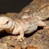 Mláďata trnorepa somálského jsou prvním odchovem tohoto druhu v rámci EAZA. Foto: Tereza Mrhálková, Zoo Praha