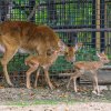 Narození dvojčat jelena lyrorohého je výjimečnou událostí. Foto: Petr Hamerník, Zoo Praha 