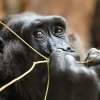 Kamba se v neděli dokonce dala do okusu, o který by v minulých dnech ani nezavadila. Foto: Miroslav Bobek, Zoo Praha