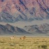 Koně Převalského v západním Mongolsku. Autor Václav Šilha, Zoo Praha