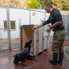 Aby pro Wendy nebyl přesun příliš velkou zátěží, trénoval s ní její vrchní chovatel Jakub Mezei nástup do transportní bedny. Foto: Petr Hamerník, Zoo Praha