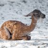 Malý sameček krátce po svém narození. Petr Hamerník, Zoo Praha