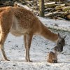 Matka se o mládě dobře stará, oba se opět brzy připojí ke stádu do výběhu. Petr Hamerník, Zoo Praha.