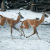 Mláďata lam guanako ve výběhu. Foto: Petr Hamerník, Zoo Praha