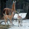 Dvě nová mláďata ve skupině lam guanako. Foto: Petr Hamerník, Zoo Praha
