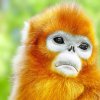 Vzácný langur čínský. Foto: Shutterstock __Brian Kinney.