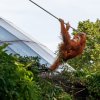 Diri na “procházce”.. Foto Miroslav Bobek, Zoo Praha
