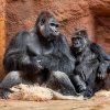 Kisumu a Duni v Rezervaci Dja krátce poté, co došlo k jejich spojení. Foto: Miroslav Bobek, Zoo Praha