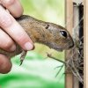Pražská zoo se přímé repatriace účastní poprvé, do záchranného programu se však zapojila již v roce 2006. Foto: Miroslav Bobek, Zoo Praha. 